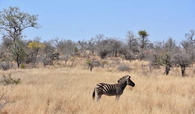 A zebra in South Africa.