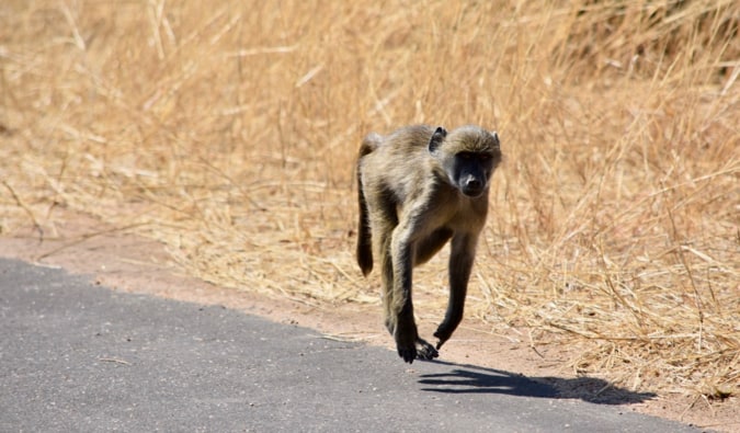 A monkey running on the road.