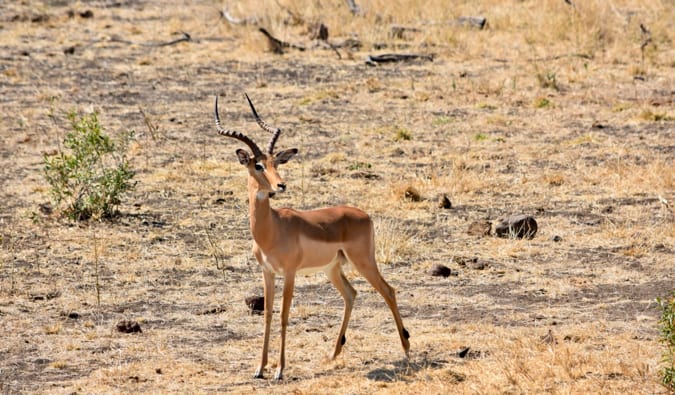 An impala in Kruger National Park.