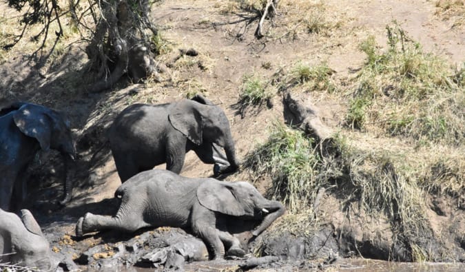 Baby elephants playing in the mud.