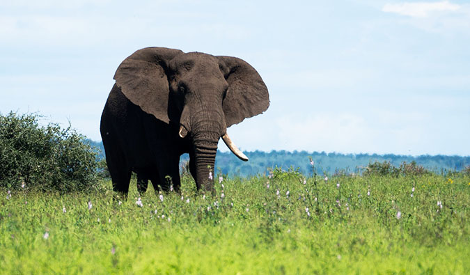 A photo of an elephant from a safari in Kruger National Park, South Africa