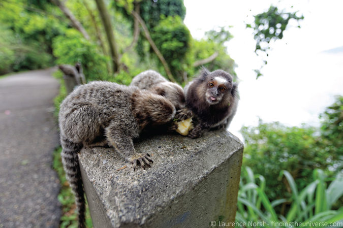 Photo of cheeky Monkey in Rio de Janeiro, Brazil