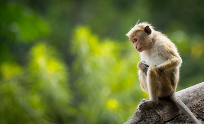 Cute, small monkey photographed while traveling