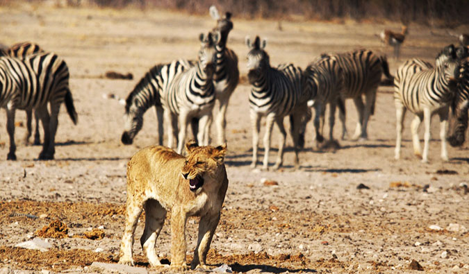 Lions and zebras in Etosha National Park