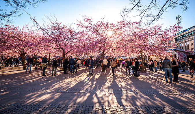 People hanging out near blossoming trees in sunny Stockholm, Sweden