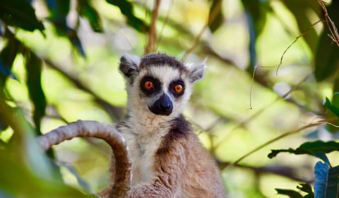 A small brown and grey lemur in a tree