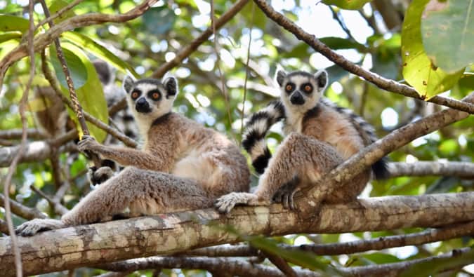 Two grey lemurs sitting in a tree in Madagascar