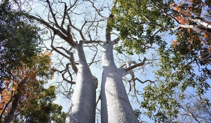 Two massive baobab trees in side-by-side in Madagascar