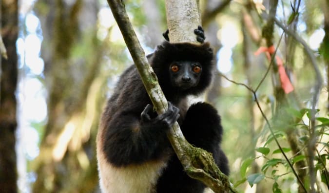 A large lemur in a tree, looking at the camera in Madagascar