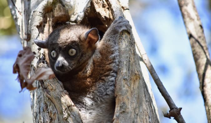 A brown lemur hiding in a hole in a tree in the forests of Madagascar