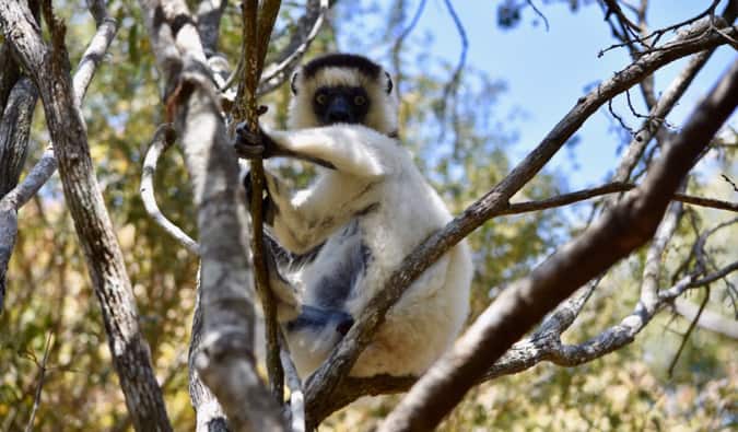 A large white lemur in a tree in Madagascar