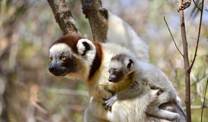 A lemur and its baby resting in a tree together