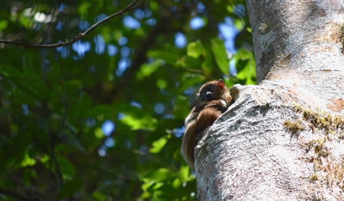 A small lemur hiding in a tree in Madagascar