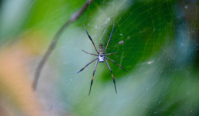 A huge spider in a web