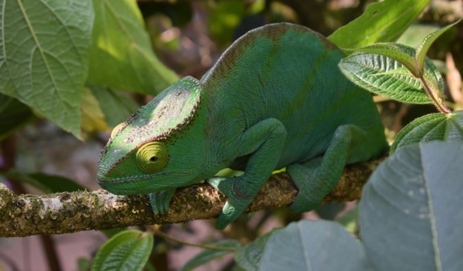 A large lizard relaxing in the sunshine in the jungle of Madagascar