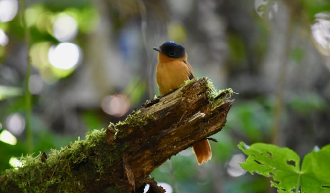 A small, colorful blue and yellow bird in Madagascar, sitting on a branch