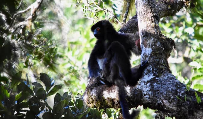 A black lemur in a tree, sitting down looking out over the forest