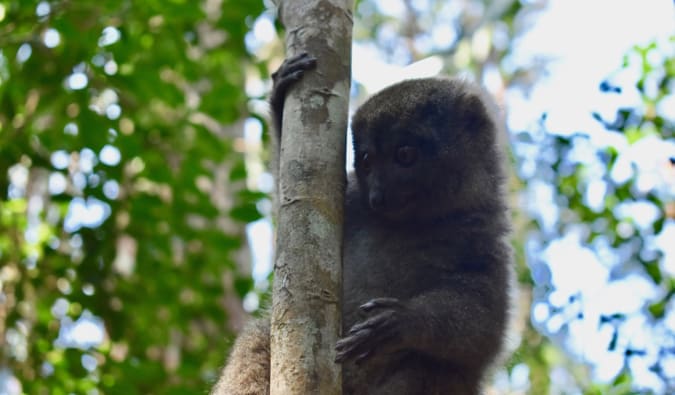 A brown lemur hiding in the forest, holding onto a tree