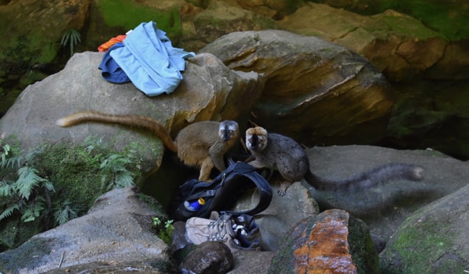 Two lemurs stealing my things from my backpack in the jungle of Madagascar