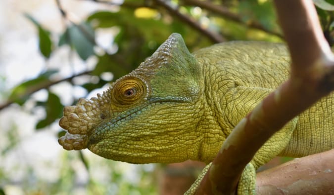 A large green lizard in the jungles of Madagascar