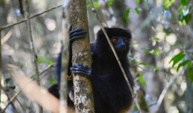 A small black lemur hanging off a tree in Ranomafana National Park, Madagascar