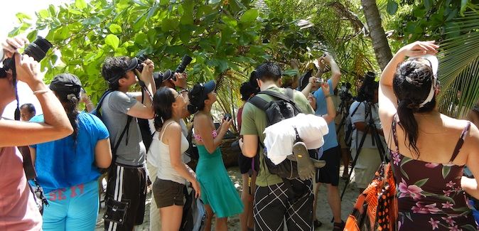 A large crowd of travelers looking at wildlife in Manuel Antonio