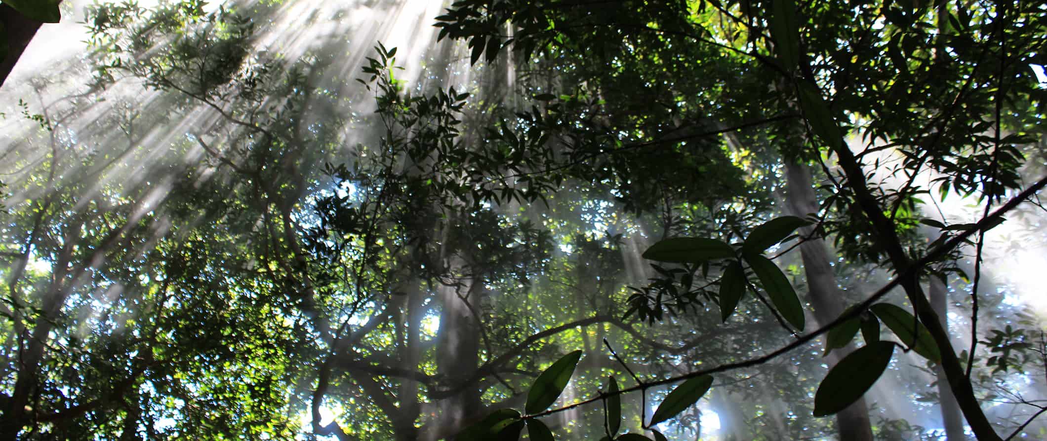 the cloud forest in Monteverde, costa Rica