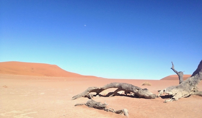 A dead tree laying in the desert of Namibia, Africa