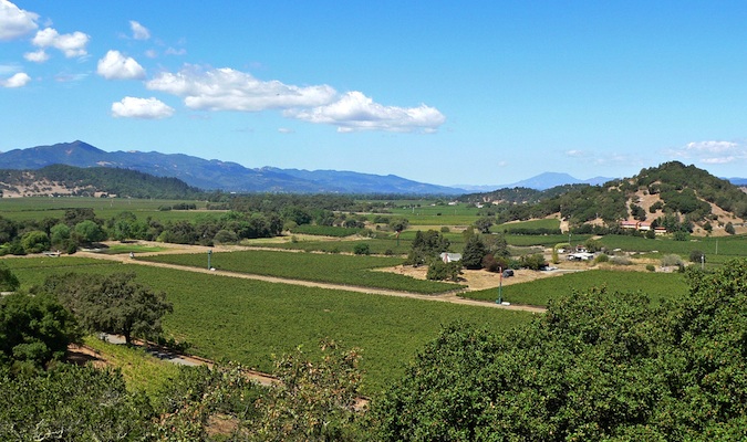 The beautiful vineyards of napa valley in the USA in the summer