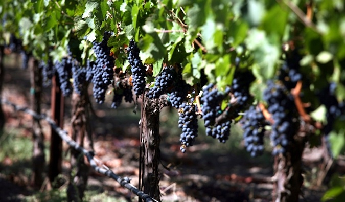 Grapes growing on the vine in Napa Valley, California