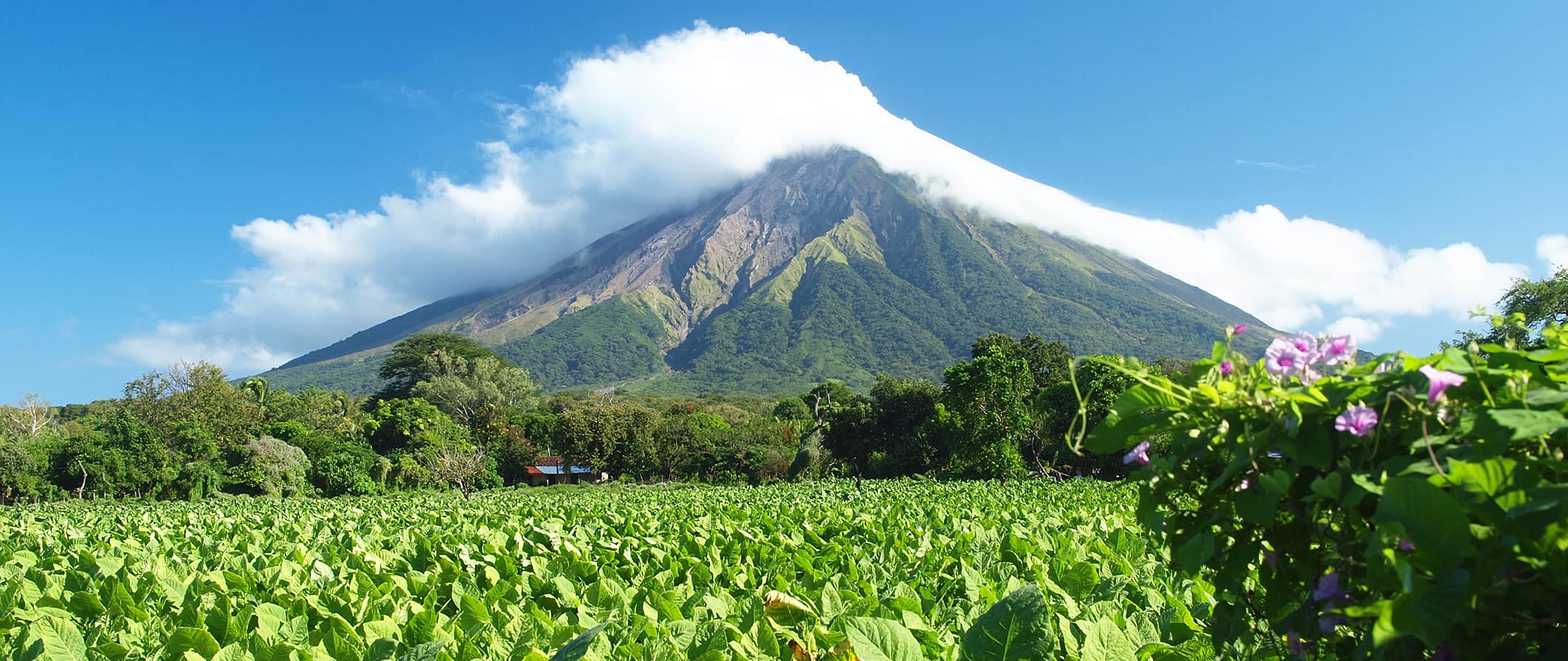 A towering and lush volcano surrounded by jungle on a bright and sunny day in Nicaragua