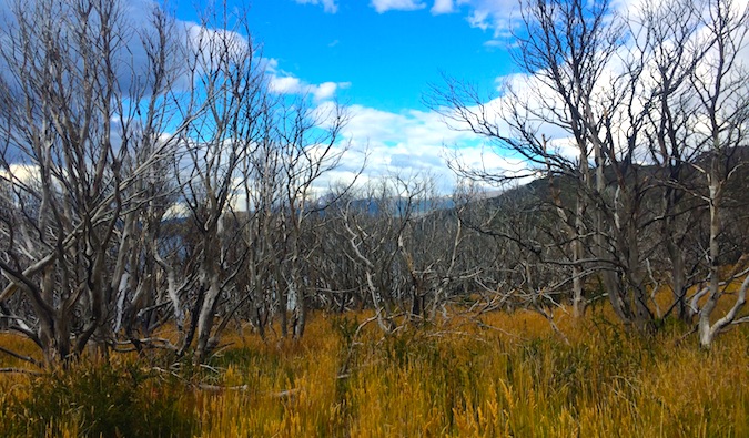 Burnt tree remnants