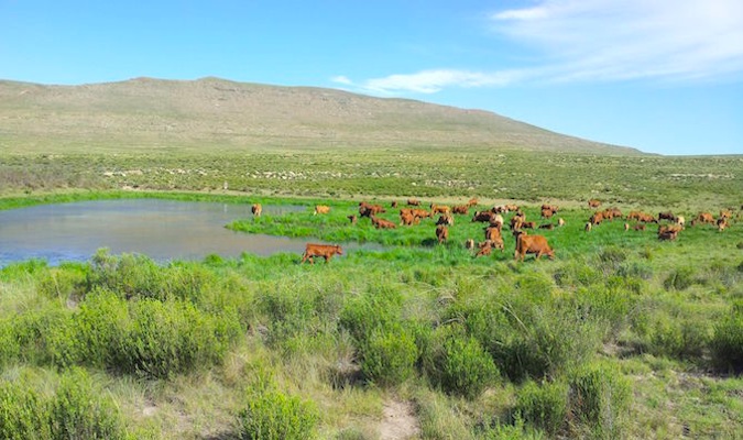 Cows on a farm in South Africa