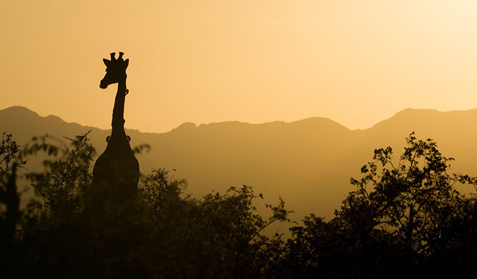 A giraffe at sunset on an African safari