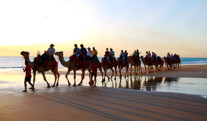 line of camels in Morocco