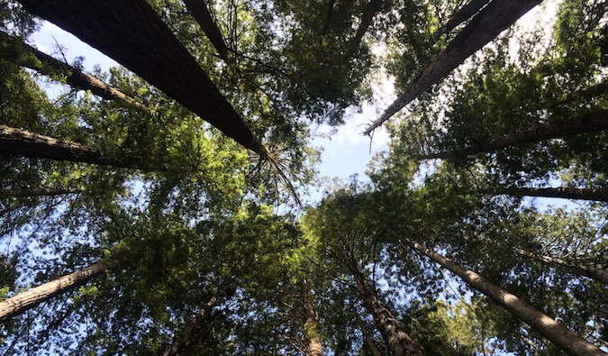 Hohe Bäume in einem Nationalpark in Amerika