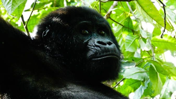 Stunning gorillas in the jungles of Uganda, Africa