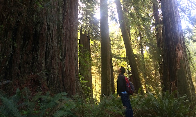 hanging out in redwood national park