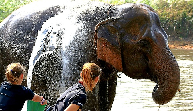 Two female volunteers bathing a large elephant in Thailand