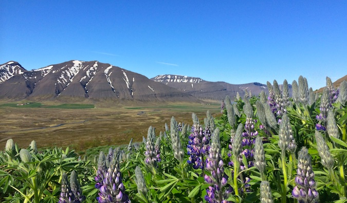 紫色花在一个晴天在Westfjords，冰岛