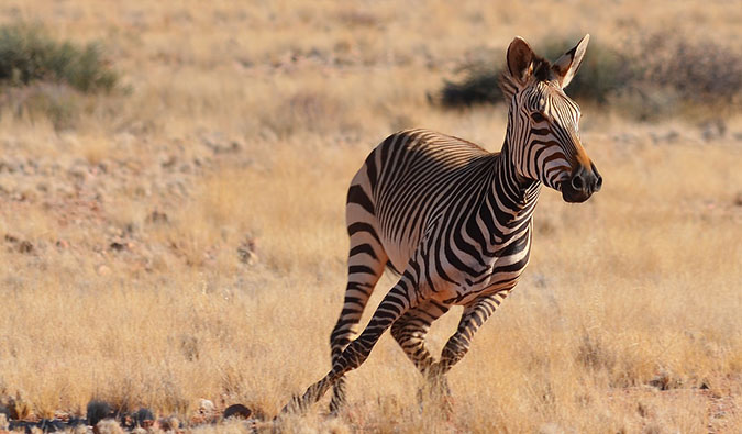 zeba running in Namibia